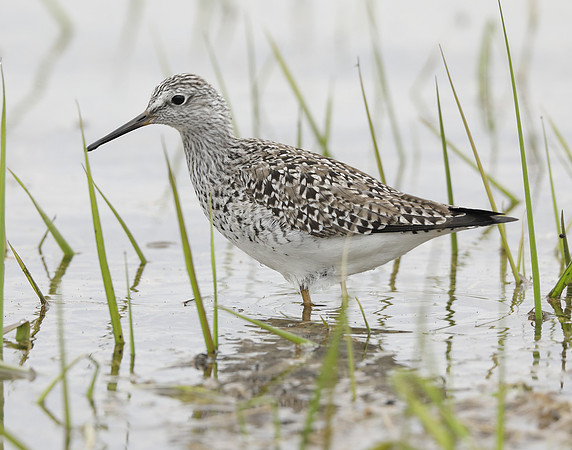 Lesser Yellowlegs Tringa flavipes
