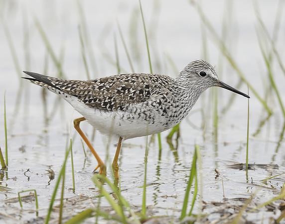 Lesser Yellowlegs Tringa flavipes