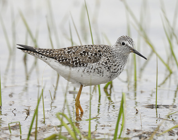 Lesser Yellowlegs Tringa flavipes
