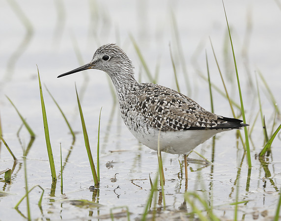 Lesser Yellowlegs Tringa flavipes