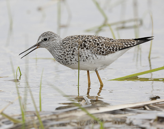 Lesser Yellowlegs Tringa flavipes