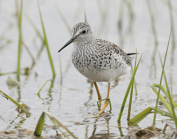 Lesser Yellowlegs Tringa flavipes