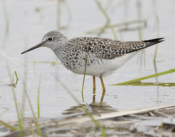 Lesser Yellowlegs Tringa flavipes