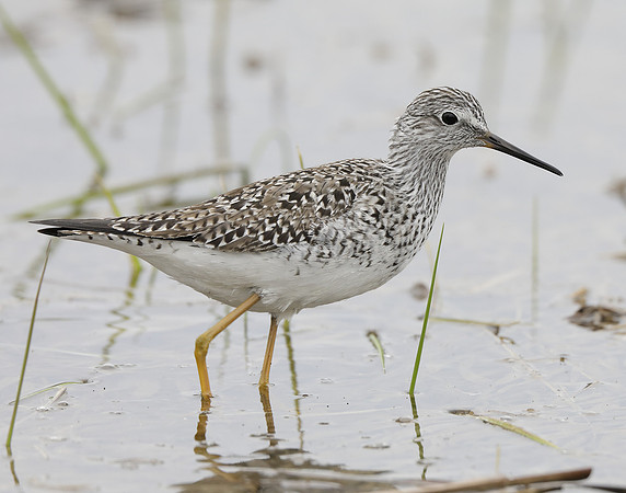 Lesser Yellowlegs Tringa flavipes