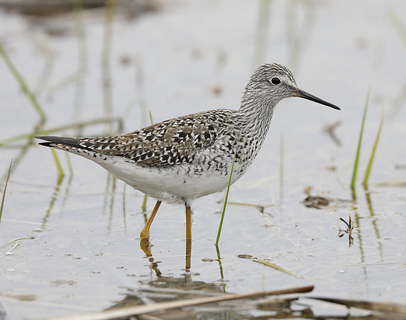 Lesser Yellowlegs Tringa flavipes