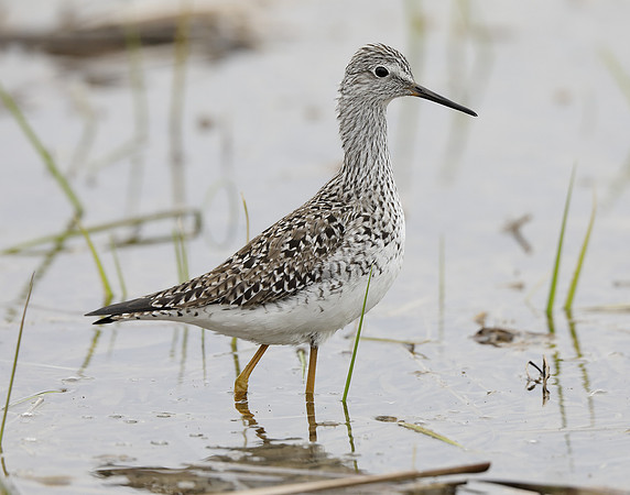 Lesser Yellowlegs Tringa flavipes