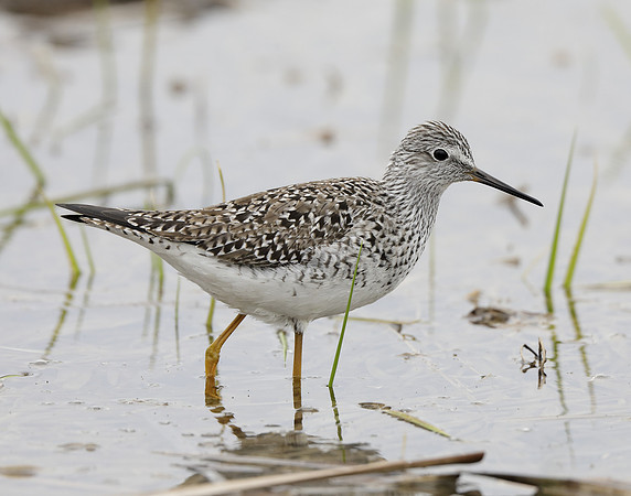 Lesser Yellowlegs Tringa flavipes