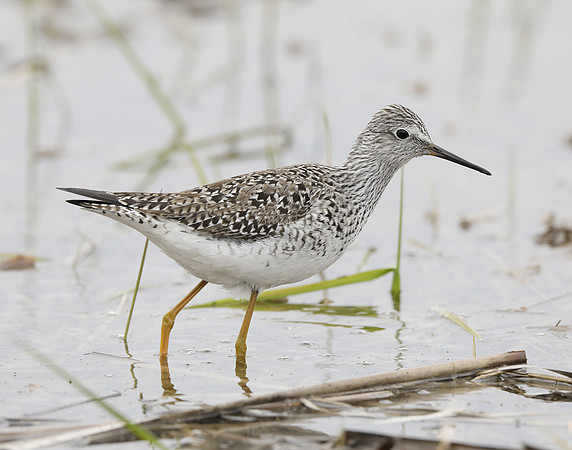 Lesser Yellowlegs Tringa flavipes