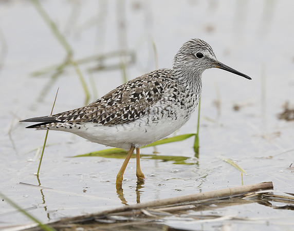 Lesser Yellowlegs Tringa flavipes