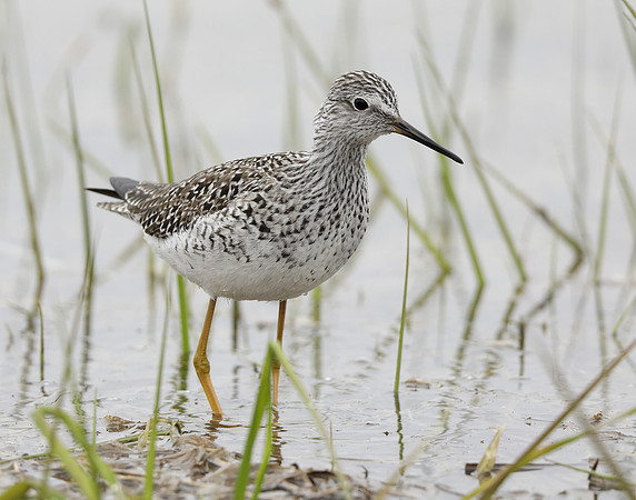 Lesser Yellowlegs Tringa flavipes