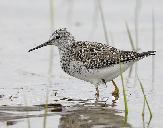 Lesser Yellowlegs Tringa flavipes