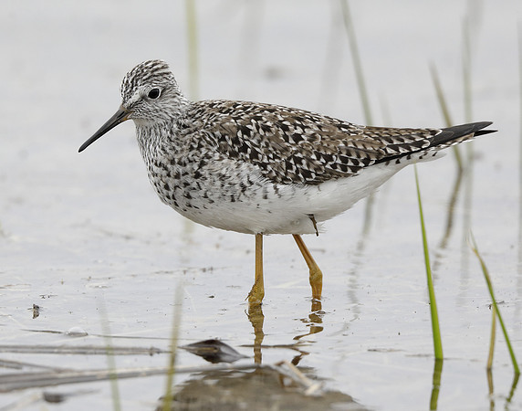 Lesser Yellowlegs Tringa flavipes
