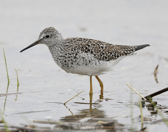 Lesser Yellowlegs Tringa flavipes