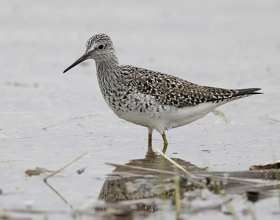 Lesser Yellowlegs Tringa flavipes