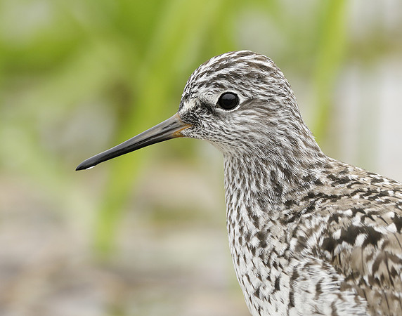 Lesser Yellowlegs Tringa flavipes