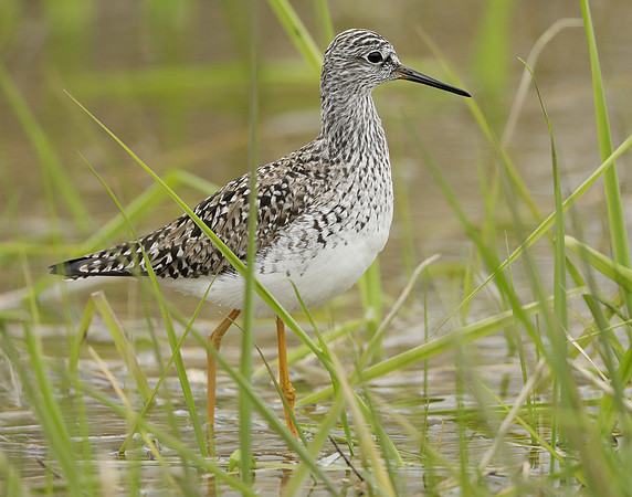 Lesser Yellowlegs Tringa flavipes