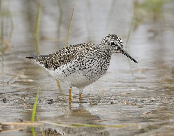 Lesser Yellowlegs Tringa flavipes