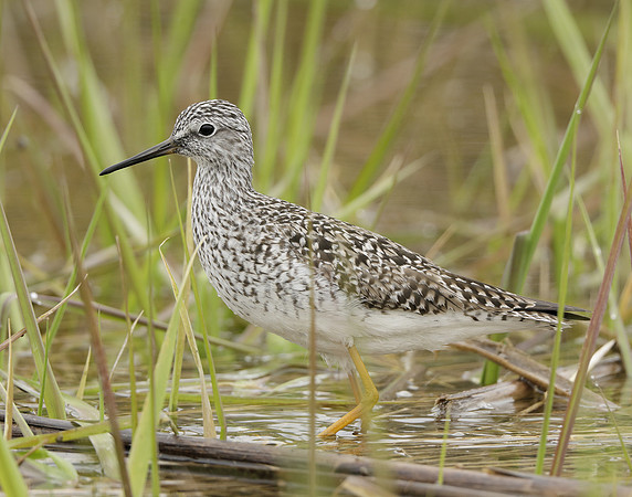 Lesser Yellowlegs Tringa flavipes