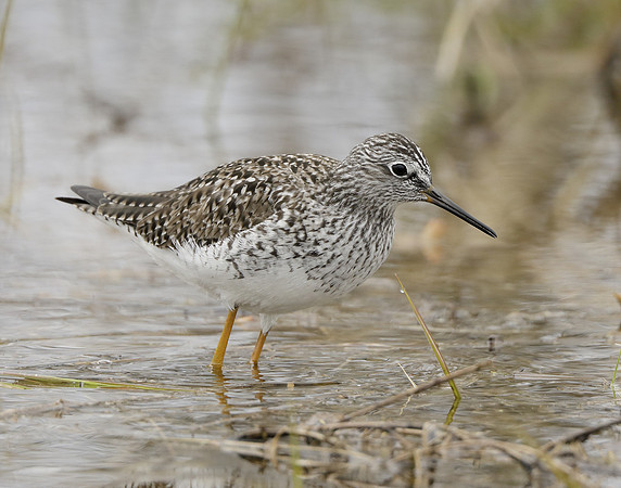 Lesser Yellowlegs Tringa flavipes