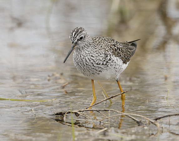 Lesser Yellowlegs Tringa flavipes