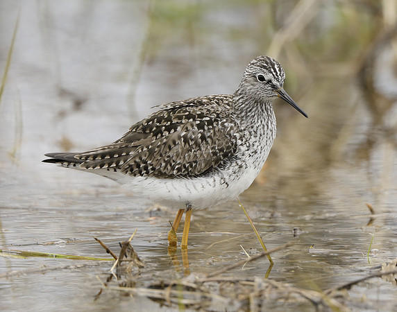 Lesser Yellowlegs Tringa flavipes