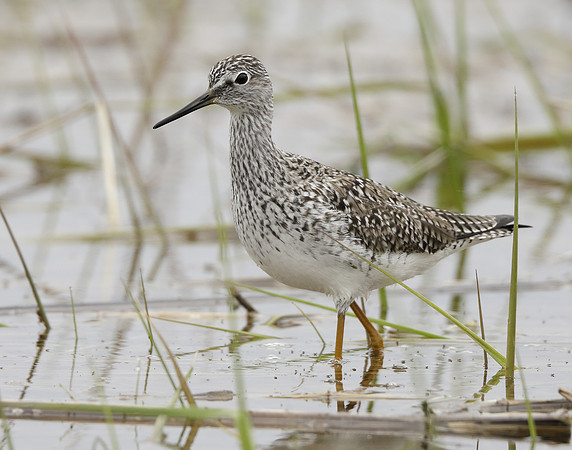 Lesser Yellowlegs Tringa flavipes