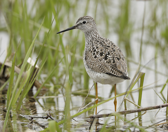 Lesser Yellowlegs Tringa flavipes