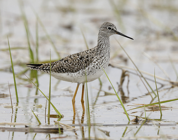 Lesser Yellowlegs Tringa flavipes