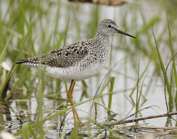 Lesser Yellowlegs Tringa flavipes