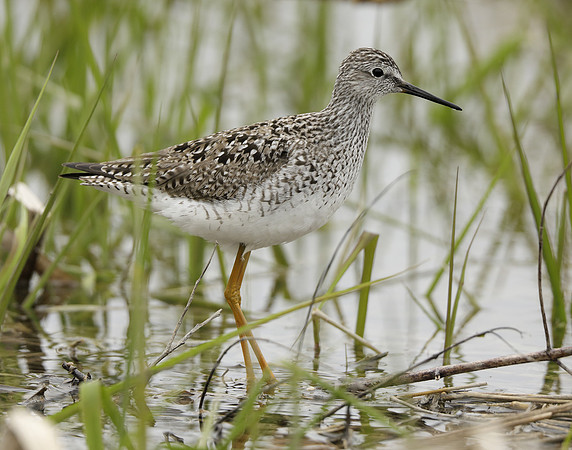 Lesser Yellowlegs Tringa flavipes