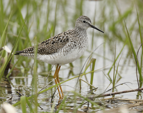 Lesser Yellowlegs Tringa flavipes