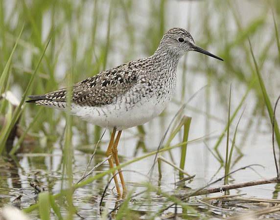 Lesser Yellowlegs Tringa flavipes