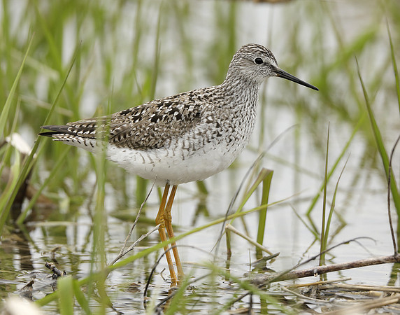 Lesser Yellowlegs Tringa flavipes