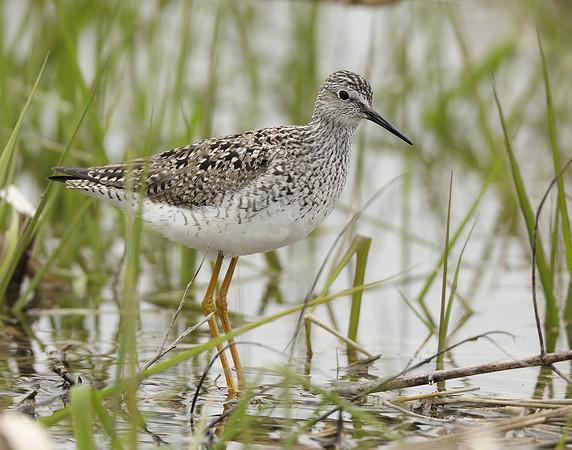 Lesser Yellowlegs Tringa flavipes