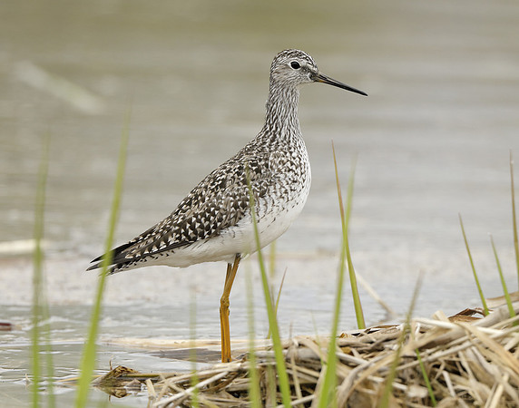 Lesser Yellowlegs Tringa flavipes