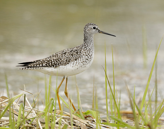 Lesser Yellowlegs Tringa flavipes