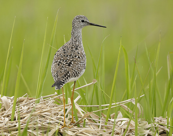 Lesser Yellowlegs Tringa flavipes