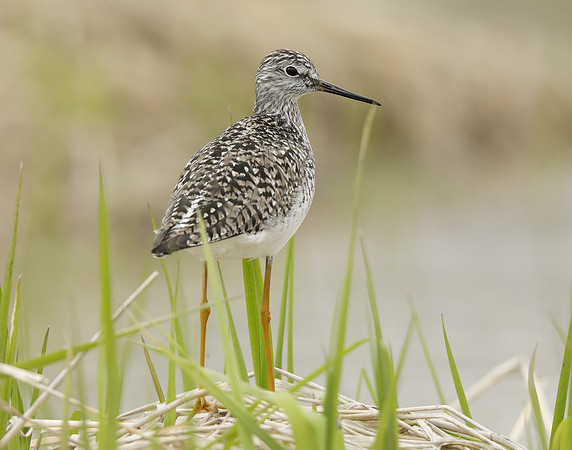 Lesser Yellowlegs Tringa flavipes