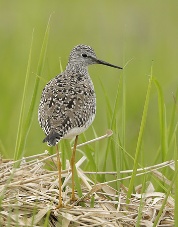 Lesser Yellowlegs Tringa flavipes