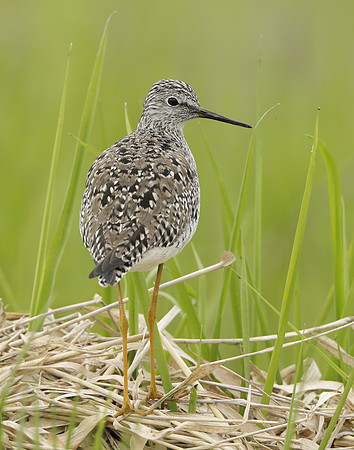 Lesser Yellowlegs Tringa flavipes
