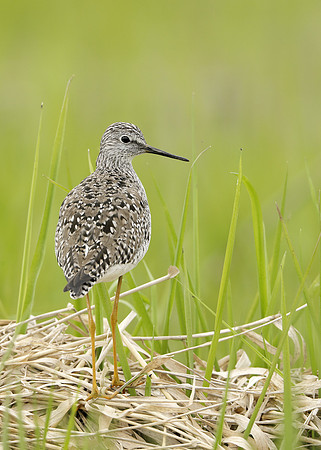 Lesser Yellowlegs Tringa flavipes