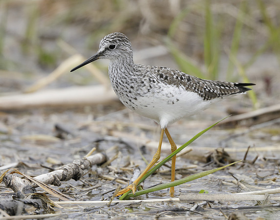 Lesser Yellowlegs Tringa flavipes