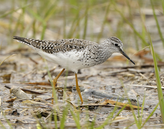 Lesser Yellowlegs Tringa flavipes