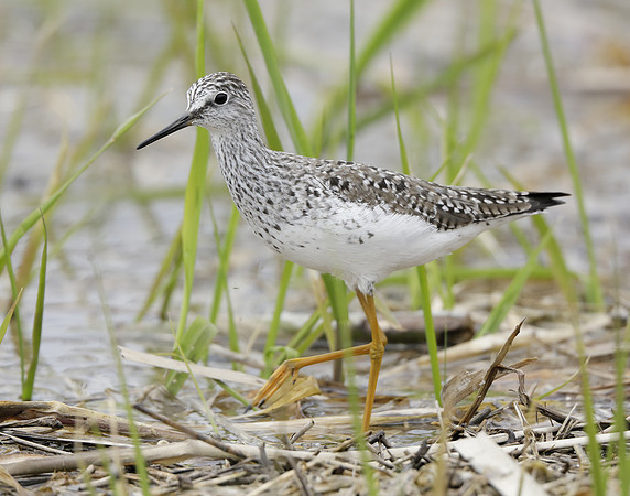 Lesser Yellowlegs Tringa flavipes