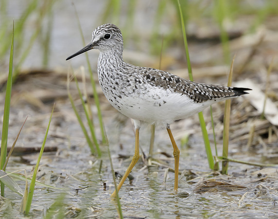 Lesser Yellowlegs Tringa flavipes