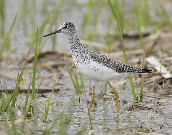 Lesser Yellowlegs Tringa flavipes