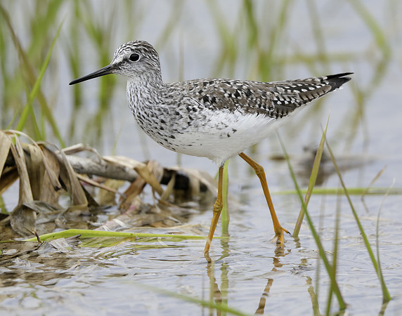 Lesser Yellowlegs Tringa flavipes