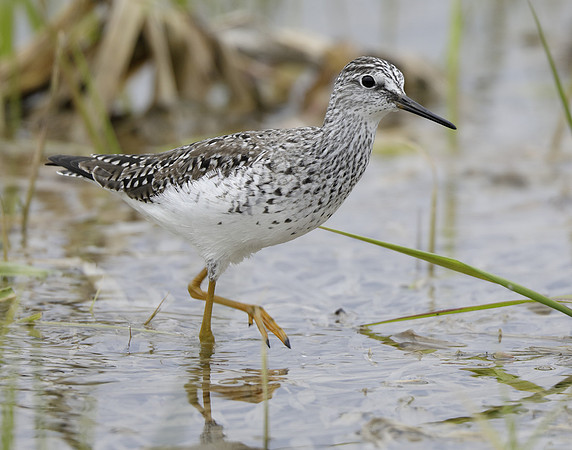 Lesser Yellowlegs Tringa flavipes