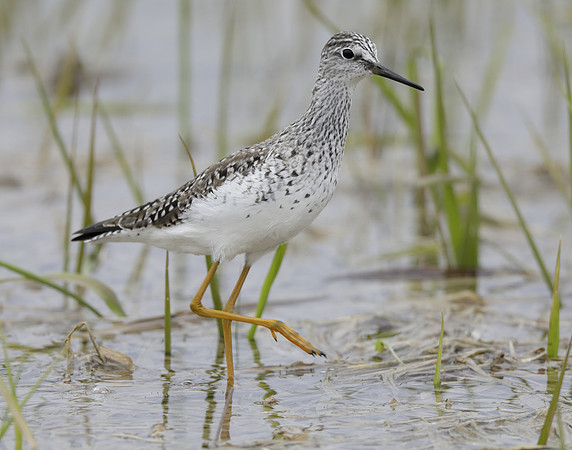 Lesser Yellowlegs Tringa flavipes