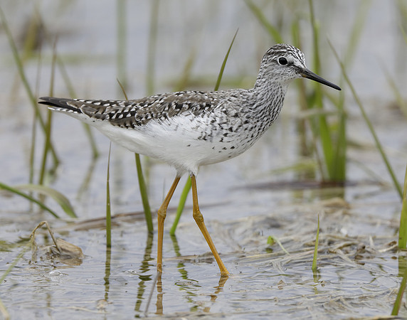 Lesser Yellowlegs Tringa flavipes